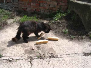 Jak Rohlík ke jménu přišel...