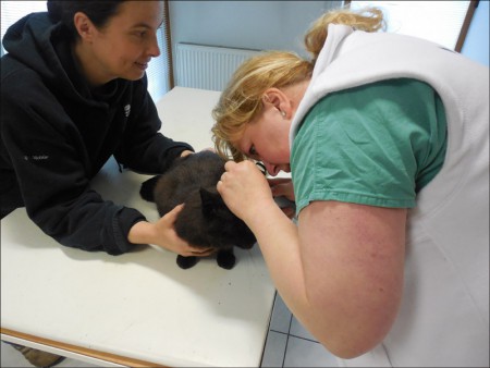 veterina_2014_05_17_dscn3160.jpg
